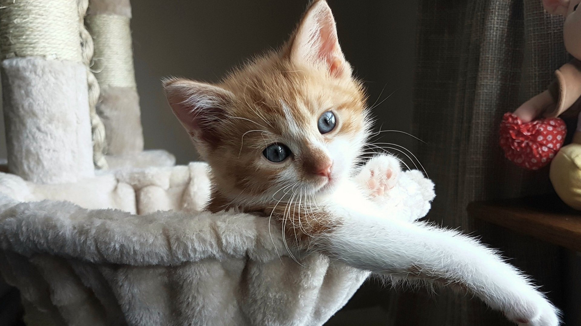 京城铁壁锁费城，霍勒迪如超新星照亮五棵松夜空