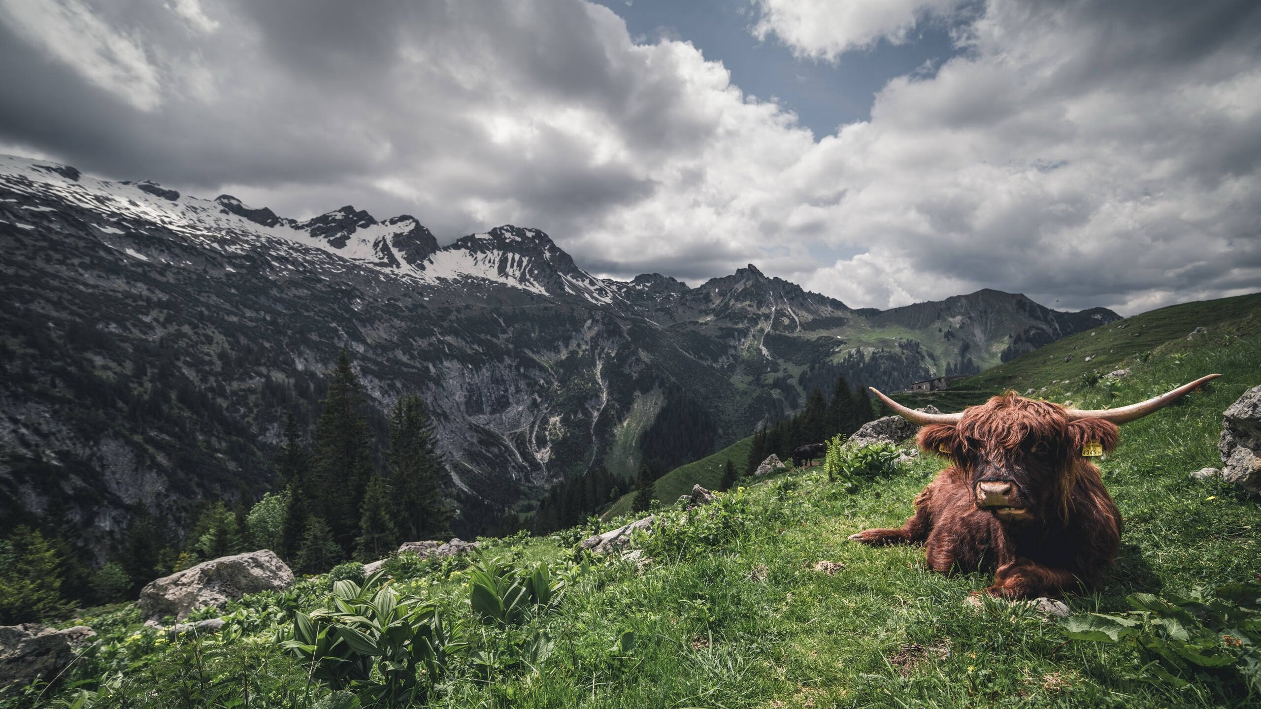字母哥降临掘金华丽隔空对决，关键先生本色碾压奇才