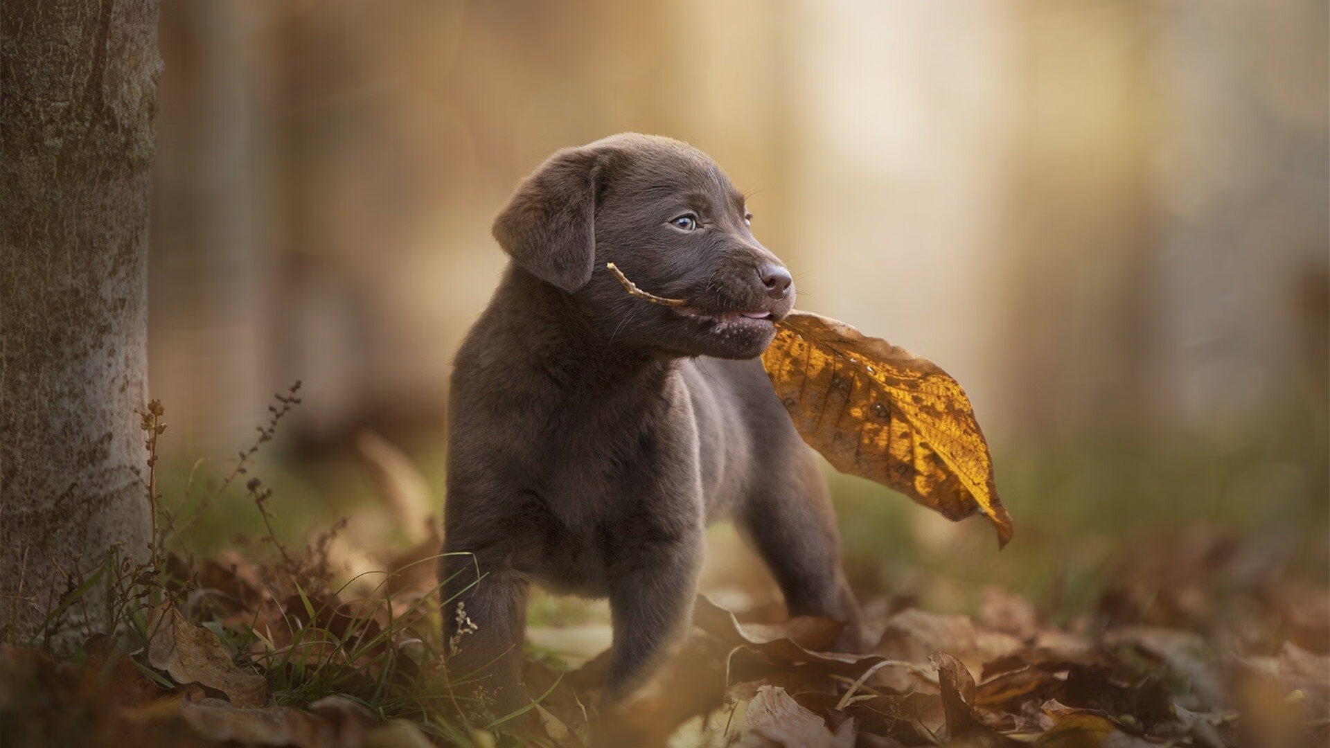 红魔与太极虎，2026世界杯焦点战的战术解码