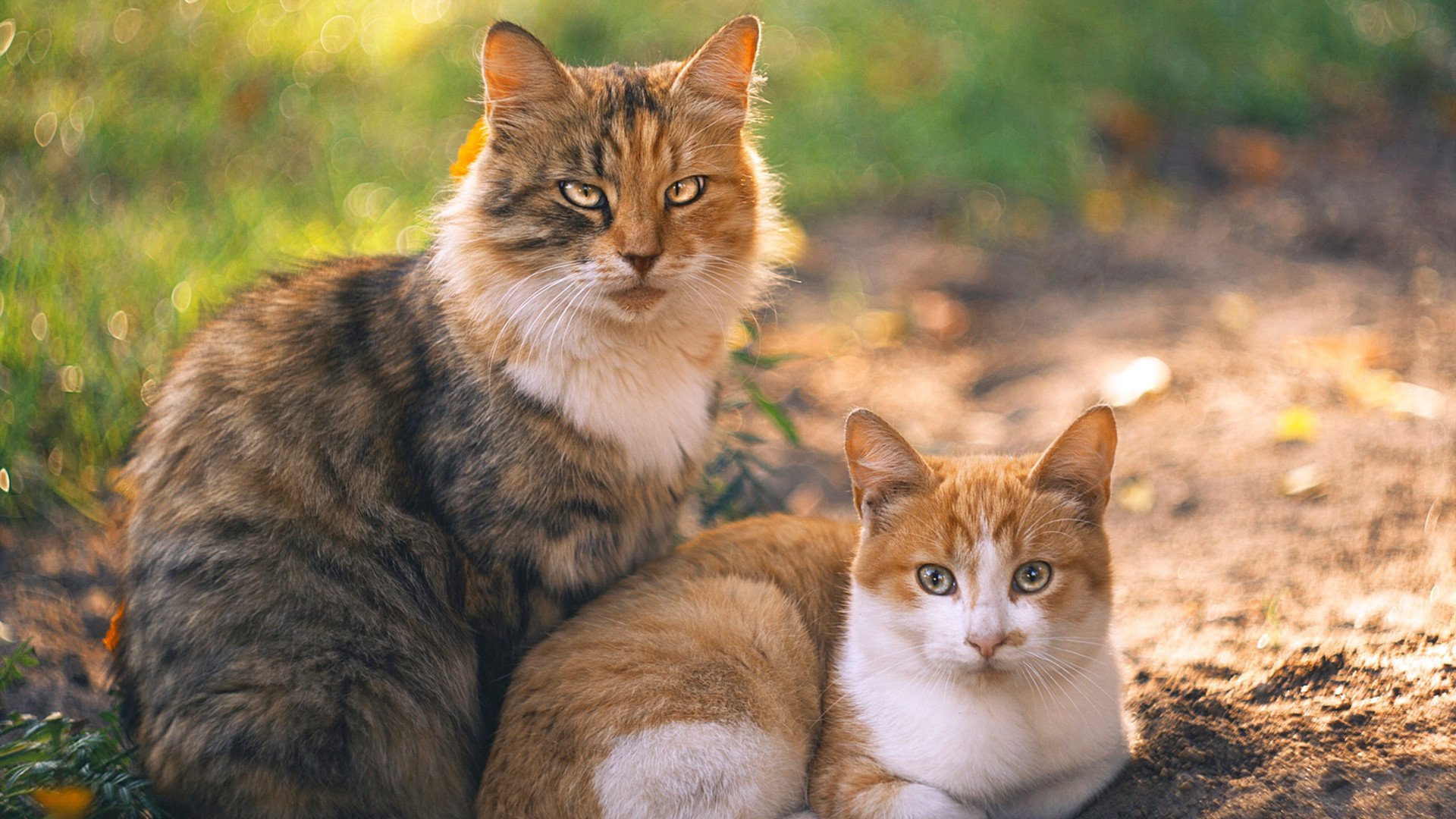 永不熄灭的火焰，玻利维亚如何在巴黎巅峰对决中，将梦想照进现实？