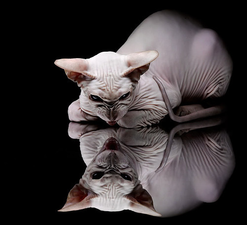 开云体育app-一夜点燃四年，哈利伯顿在撕裂宿命的焦点战中完成蜕变