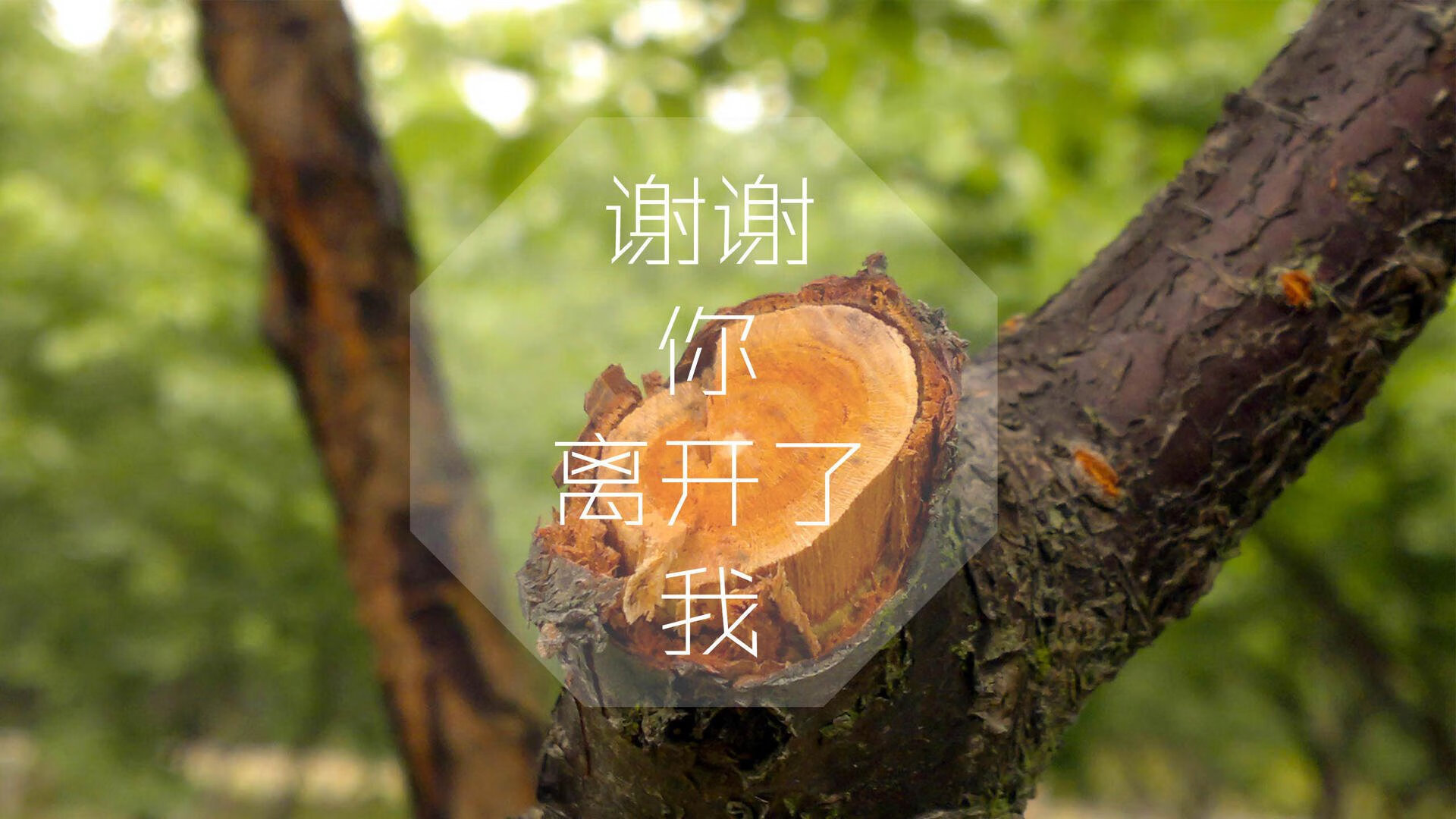 黑色羽翼，于无声处封印喧嚣，伦纳德在年度焦点之夜的末节觉醒
