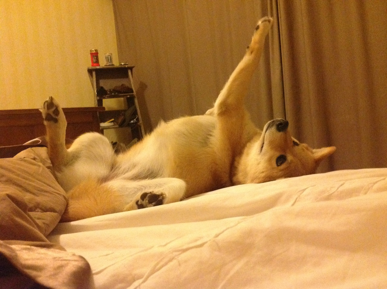 开云体育入口-战术纪律与巨星闪耀，苏格兰的团队协作与C罗的个人救赎