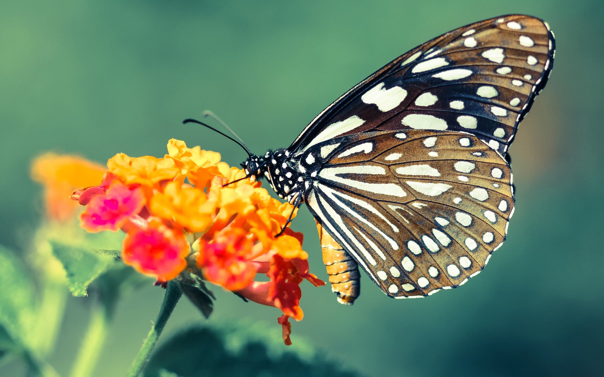 绝境下破茧成蝶,英雄盖坦布鲁诺,以己名续写亚特兰大神话