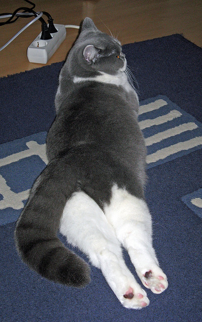 隔空对话,莫兰特独舞与国王铁幕下的篮球双城记