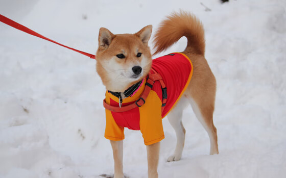 唯一性之战，亚特兰大钢铁防线封锁西班牙，阿拉巴高光闪耀诠释防守艺术