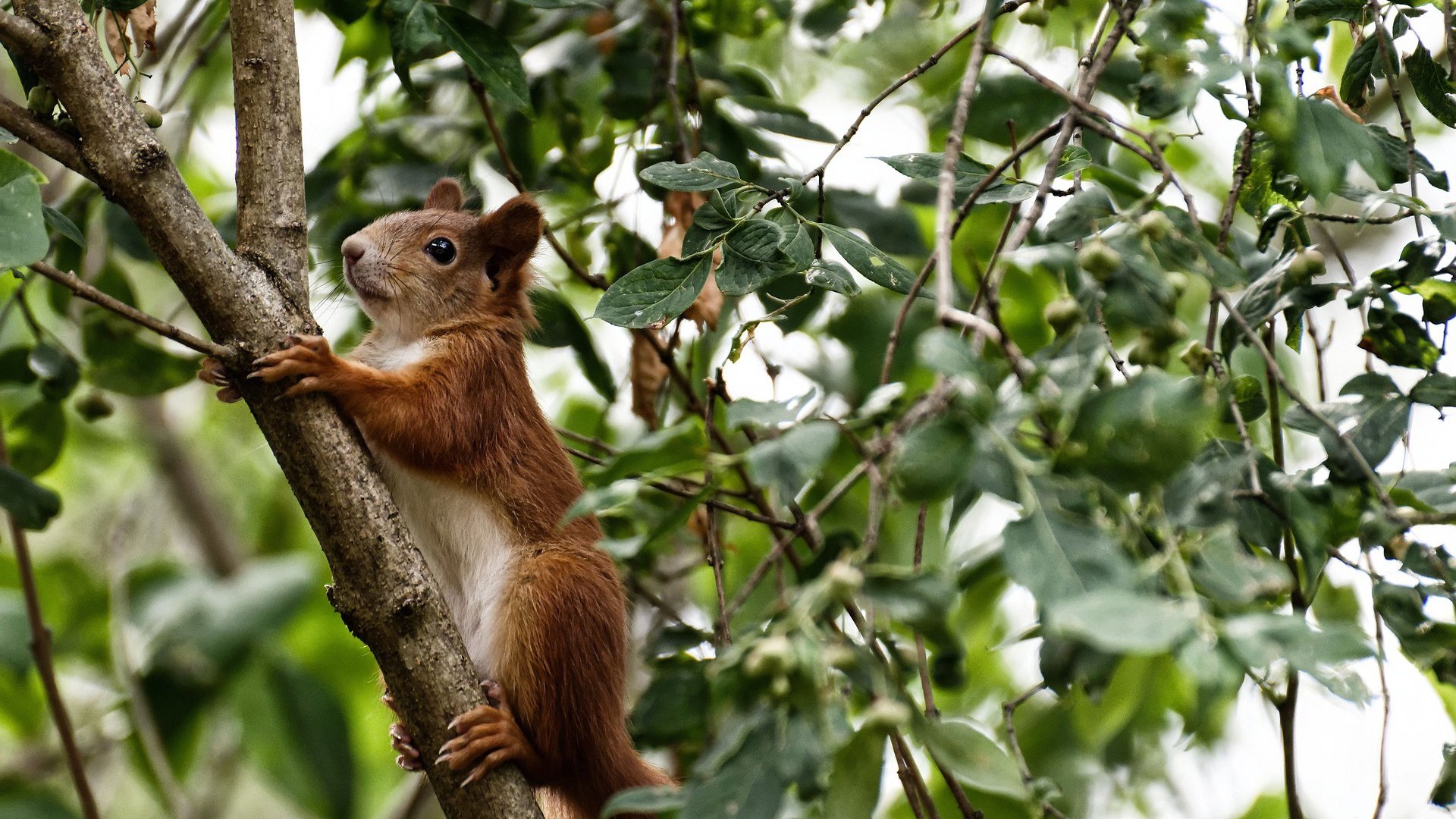 铁闸的远征，亚洲后卫的加勒比孤岛逆袭记