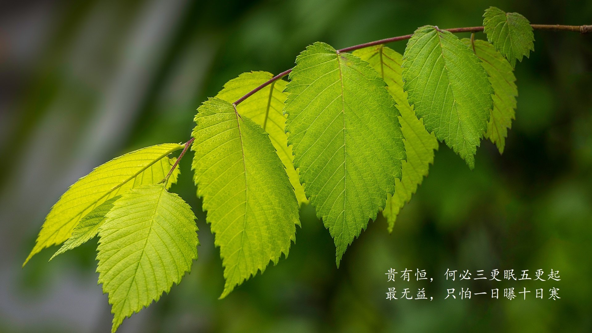 高卢雄鸡坠入深渊，太极虎绝地反噬，佩德里用一记手术刀切开死亡之组